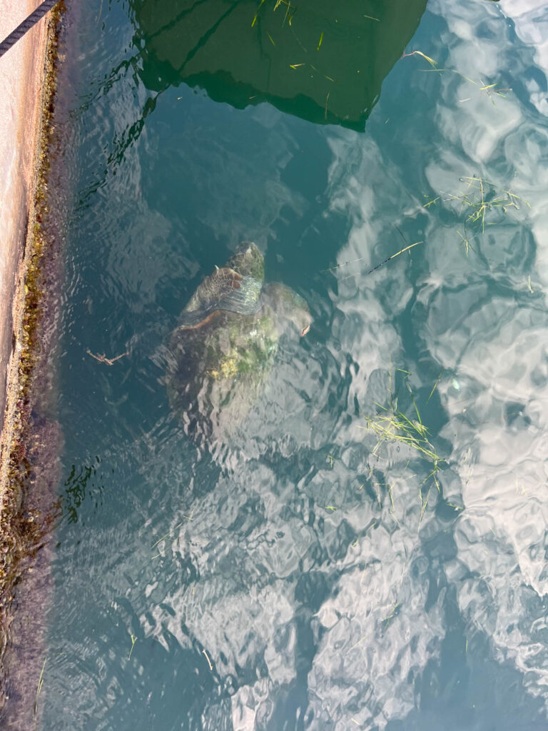 Argostoli - 4